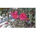 Camellia Hiryu x 1 Plants Sun Tolerant Single Deep Pink Red Flowering Garden Shrubs/Small Trees Shade Kanjiro hiemalis sasanqua
